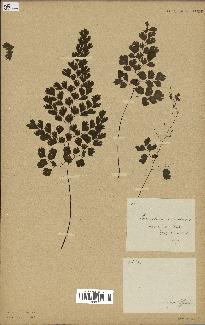 spécimen de Adiantum cuneatum