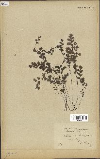 spécimen de Adiantum cuneatum