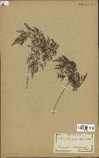 spécimen de Adiantum cuneatum