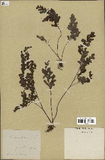 spécimen de Adiantum capillus-veneris