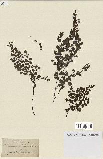 spécimen de Adiantum capillus-veneris