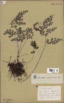 spécimen de Adiantum capillus-veneris