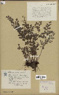 spécimen de Adiantum capillus-veneris