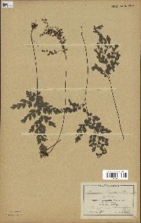 spécimen de Adiantum capillus-veneris