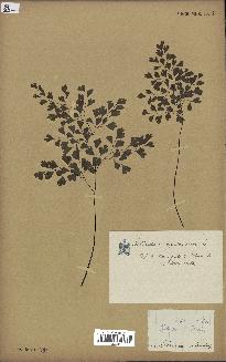 spécimen de Adiantum capillus-veneris