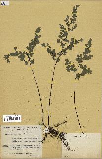 spécimen de Adiantum capillus-veneris