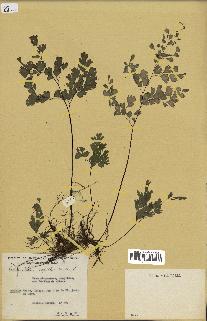 spécimen de Adiantum capillus-veneris