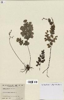 spécimen de Adiantum capillus-veneris