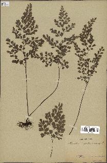 spécimen de Adiantum capillus-veneris