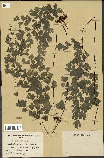 spécimen de Adiantum capillus-veneris