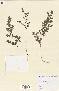 spécimen de Adiantum capillus-veneris