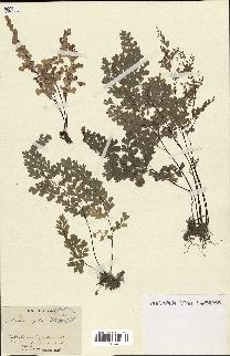 spécimen de Adiantum capillus-veneris