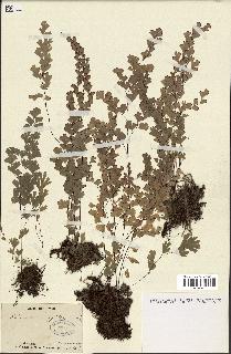 spécimen de Adiantum capillus-veneris