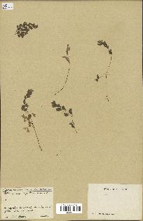 spécimen de Adiantum capillus-veneris