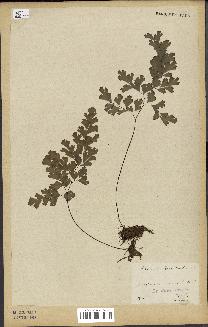 spécimen de Adiantum capillus-veneris