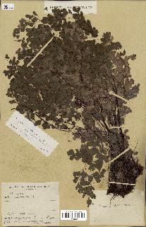 spécimen de Adiantum capillus-veneris