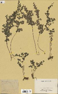 spécimen de Adiantum capillus-veneris