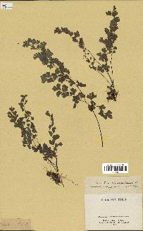 spécimen de Adiantum capillus-veneris