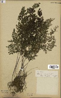 spécimen de Adiantum cuneatum