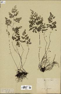 spécimen de Adiantum poiretii