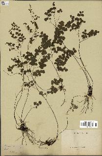 spécimen de Adiantum poiretii