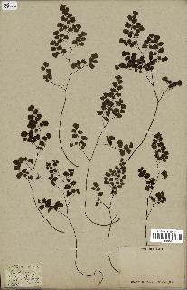 spécimen de Adiantum poiretii