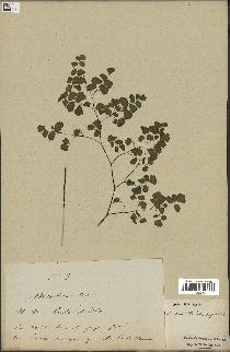 spécimen de Adiantum poiretii