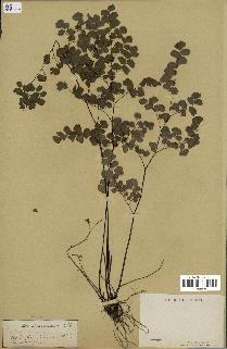 spécimen de Adiantum poiretii