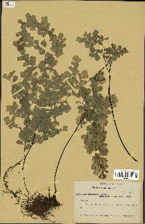 spécimen de Adiantum poiretii