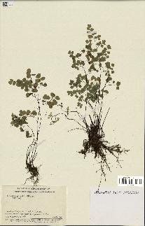 spécimen de Adiantum poiretii