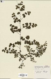 spécimen de Adiantum poiretii