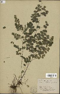 spécimen de Adiantum poiretii