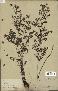 spécimen de Adiantum poiretii