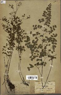 spécimen de Adiantum poiretii