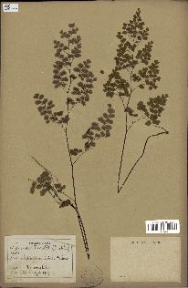 spécimen de Adiantum poiretii