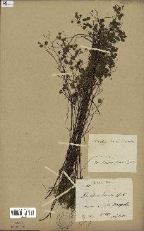 spécimen de Adiantum poiretii