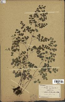 spécimen de Adiantum poiretii