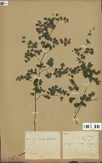 spécimen de Adiantum poiretii