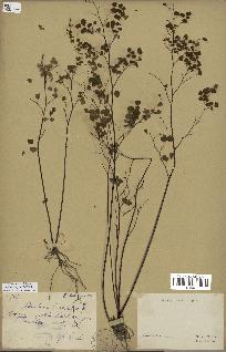 spécimen de Adiantum poiretii