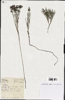 spécimen de Schizaea dichotoma