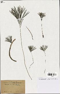 spécimen de Schizaea dichotoma