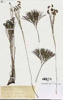 spécimen de Schizaea dichotoma