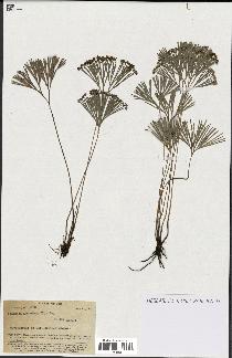 spécimen de Schizaea dichotoma