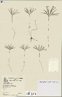 spécimen de Schizaea dichotoma