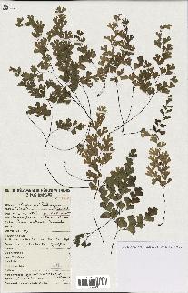 spécimen de Adiantum capillus-veneris