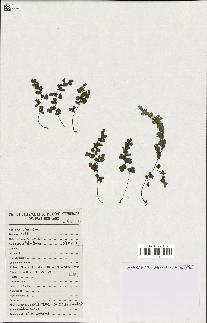 spécimen de Adiantum capillus-veneris