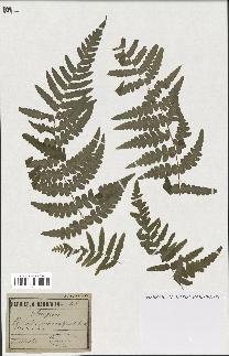 spécimen de Histiopteris incisa