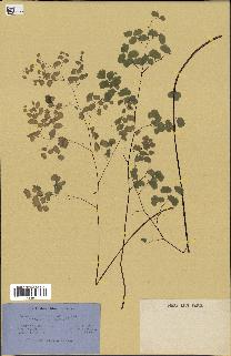 spécimen de Adiantum poiretii