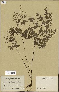 spécimen de Adiantum poiretii