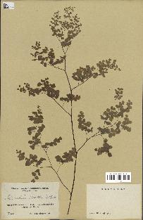 spécimen de Adiantum poiretii